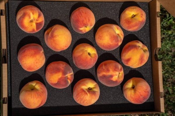 Palisade Peach Box – 13 Peaches - Image 2