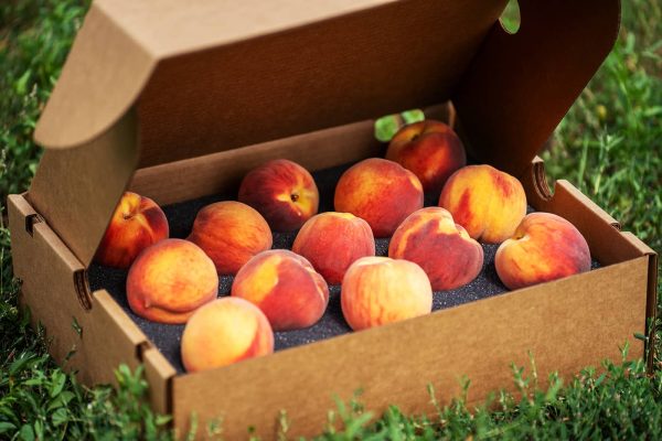 Palisade Peach Box – 13 Peaches - Image 4